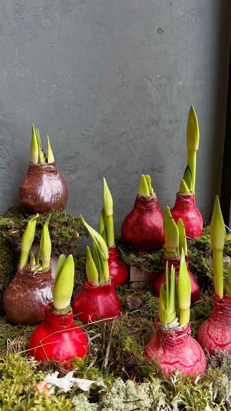 Gewachste Amaryllis mit dekorativer Wachsschicht als stilvolle Winterdekoration für Floristen.