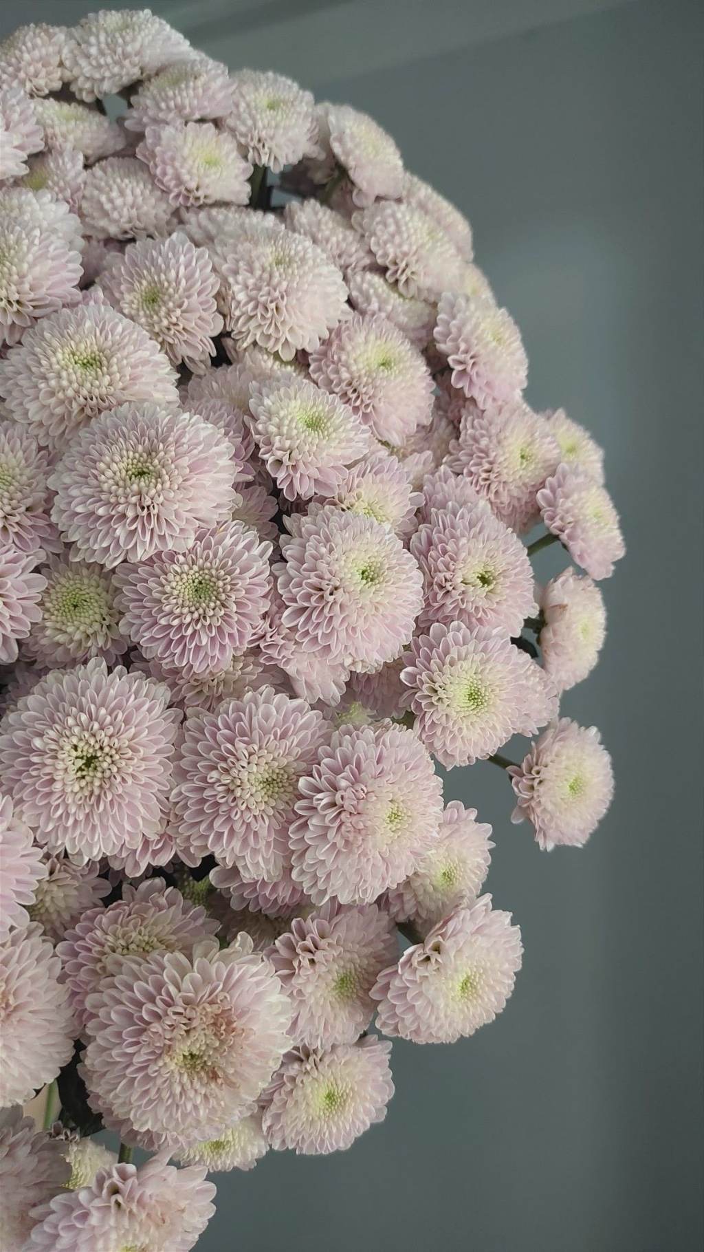 Santini-Chrysanthemen mit kleinen Blüten für die Allerheiligen-Floristik