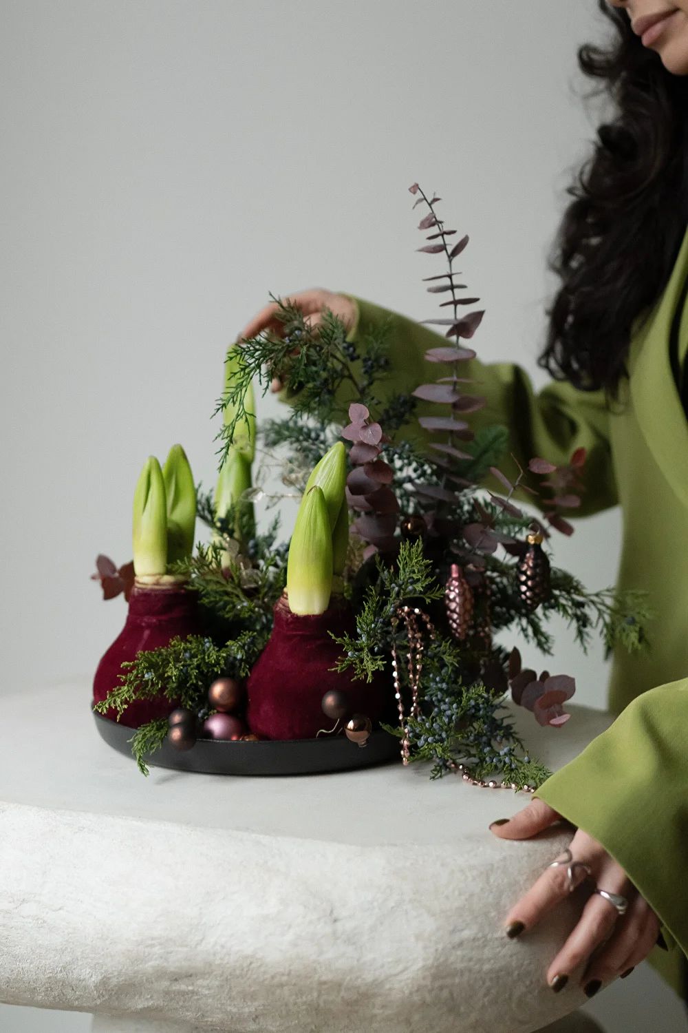 Dekorative Wax-Amaryllis in festlichen Farben für die Weihnachtszeit und winterliche Floristik.