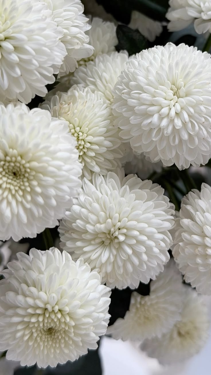 Weiße Chrysanthemen mit großen, vollen Blüten für die Allerheiligen-Floristik