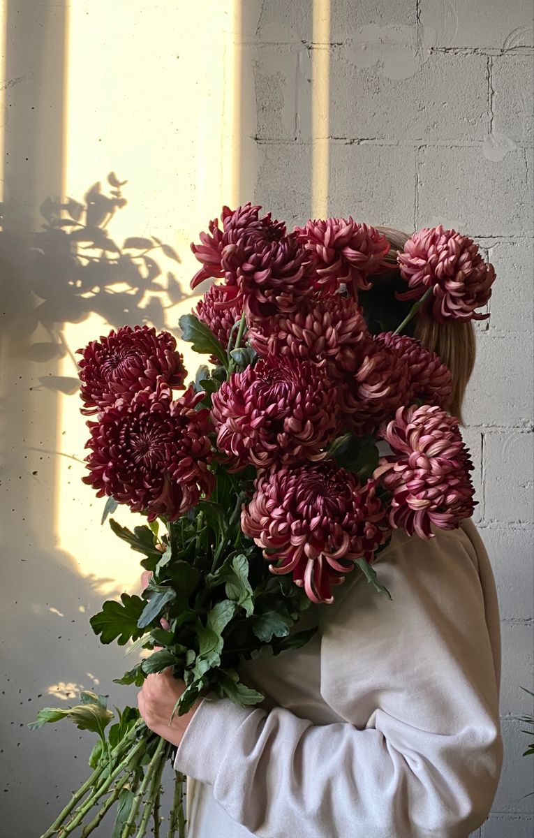 Bordeauxrote Chrysanthemen als Schnittblumen für die Allerheiligen-Floristik
