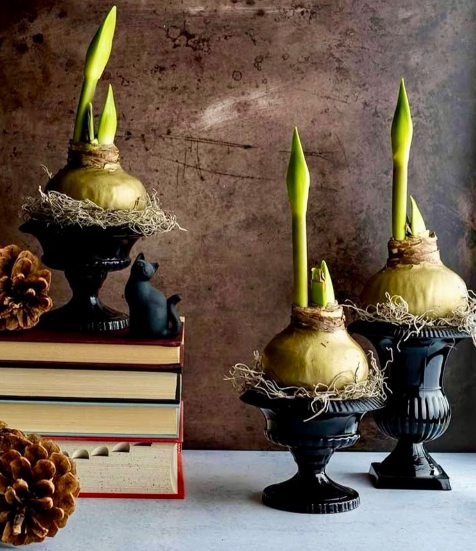 Dekorative gewachste Amaryllis als Winter- und Weihnachtsdekoration für Floristen und Blumengeschäfte.