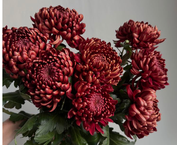 Bordeauxrote Chrysanthemen als Schnittblumen für Allerheiligen
