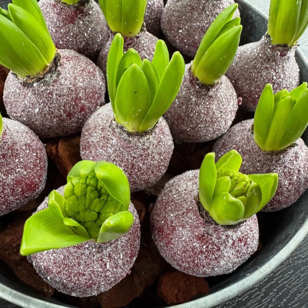 Verschiedene Wax-Amaryllis für den Einkauf im professionellen Blumenhandel.